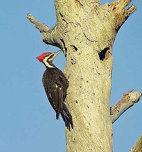 The Wonders of Woodpeckers