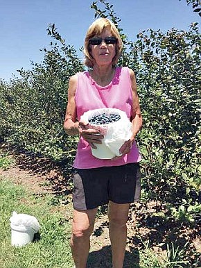 The time is right for blueberry u-picking